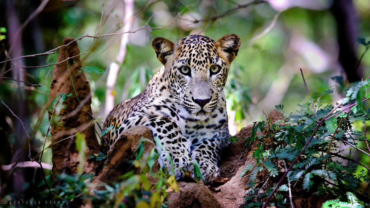 Kumana National Park Shared Safari from Arugam Bay